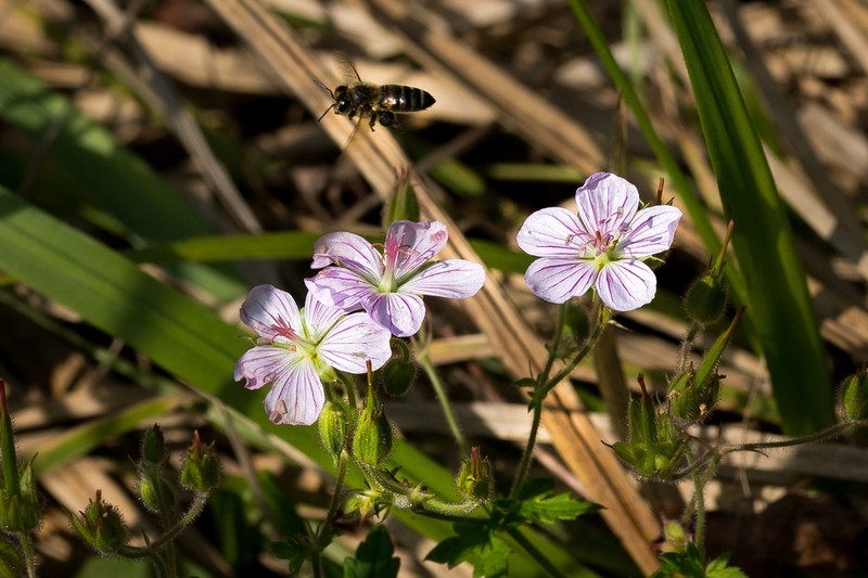 Geranium flanaganii photo 6
