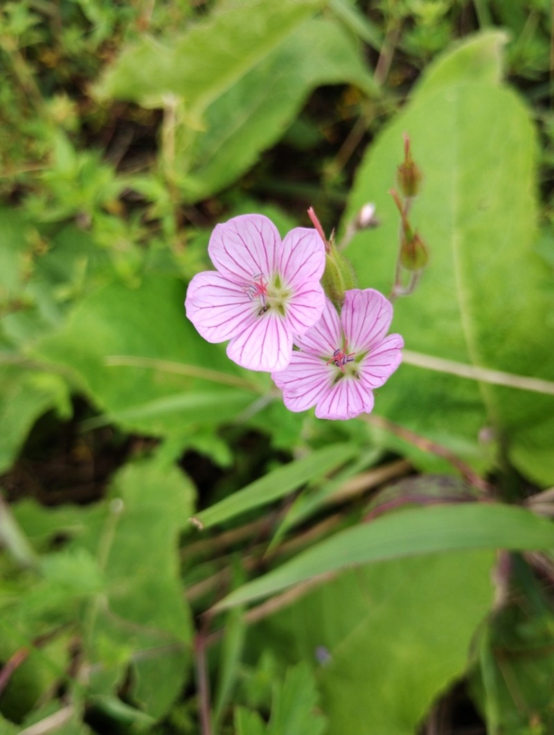 Geranium flanaganii photo 7