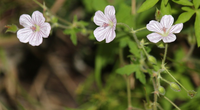Geranium flanaganii photo 8