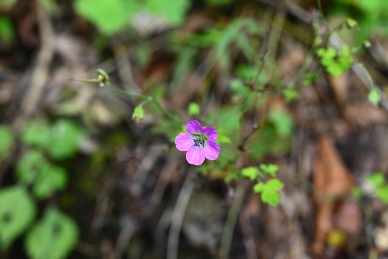 Geranium franchetii