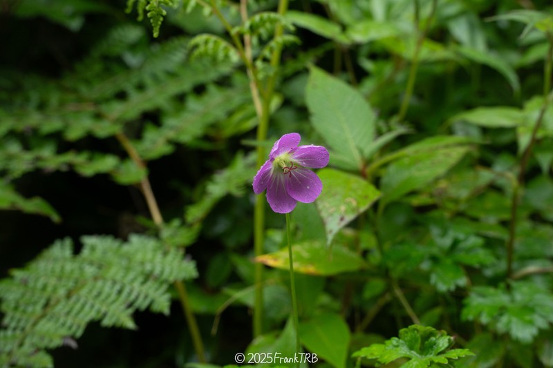 Geranium franchetii photo 2