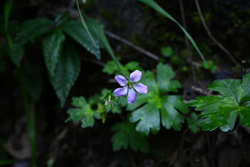Geranium franchetii photo 3