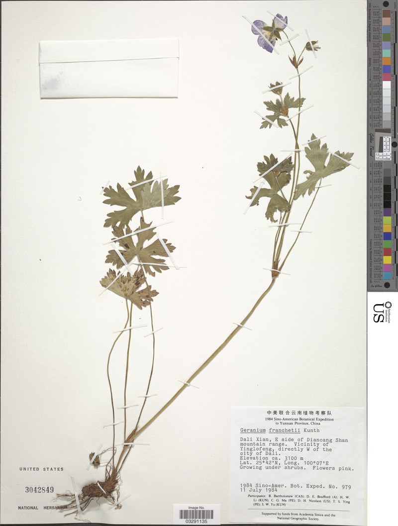 Geranium franchetii photo 4