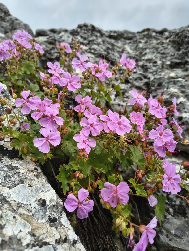 Geranium glaberrimum photo 2