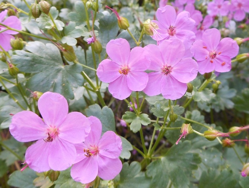 Geranium glaberrimum photo 3