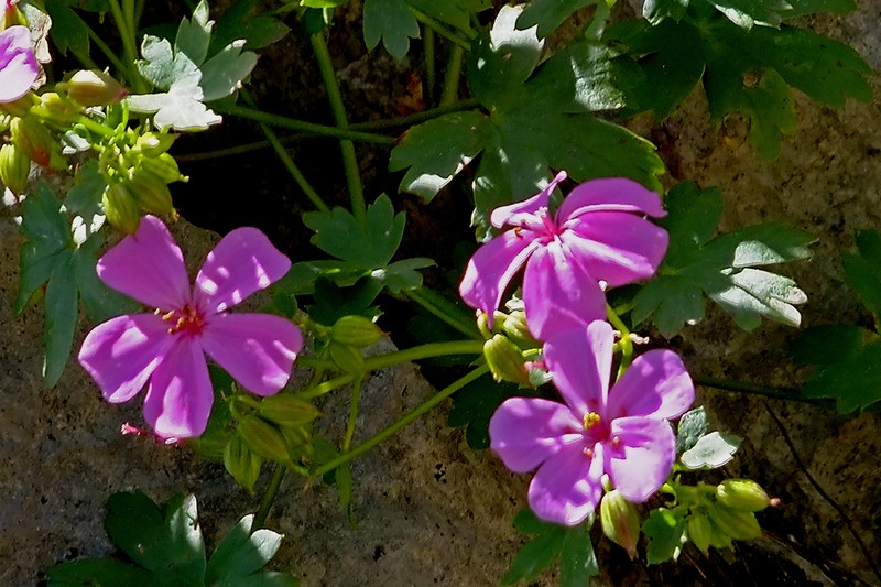 Geranium glaberrimum photo 4
