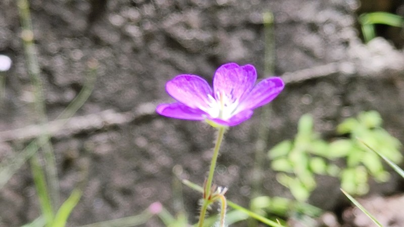 Geranium goldmanii