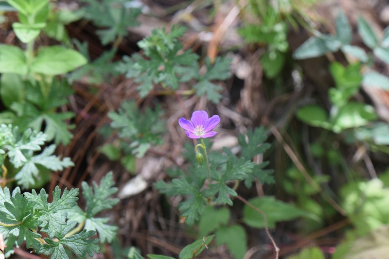 Geranium goldmanii photo 2