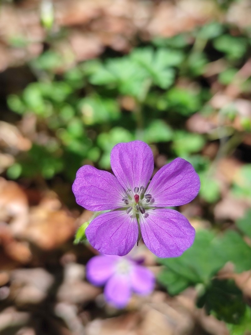 Geranium goldmanii photo 3