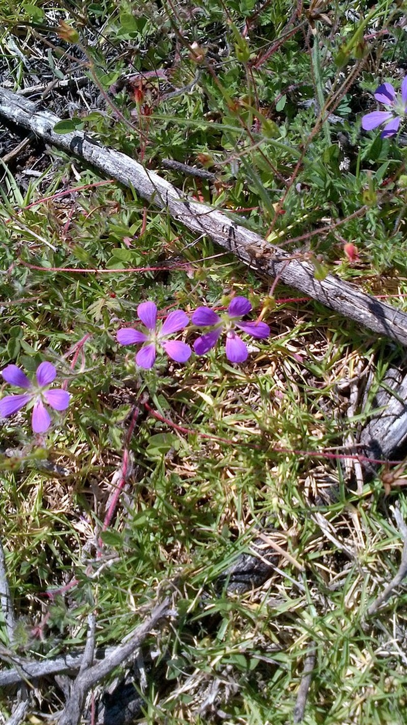 Geranium goldmanii photo 5