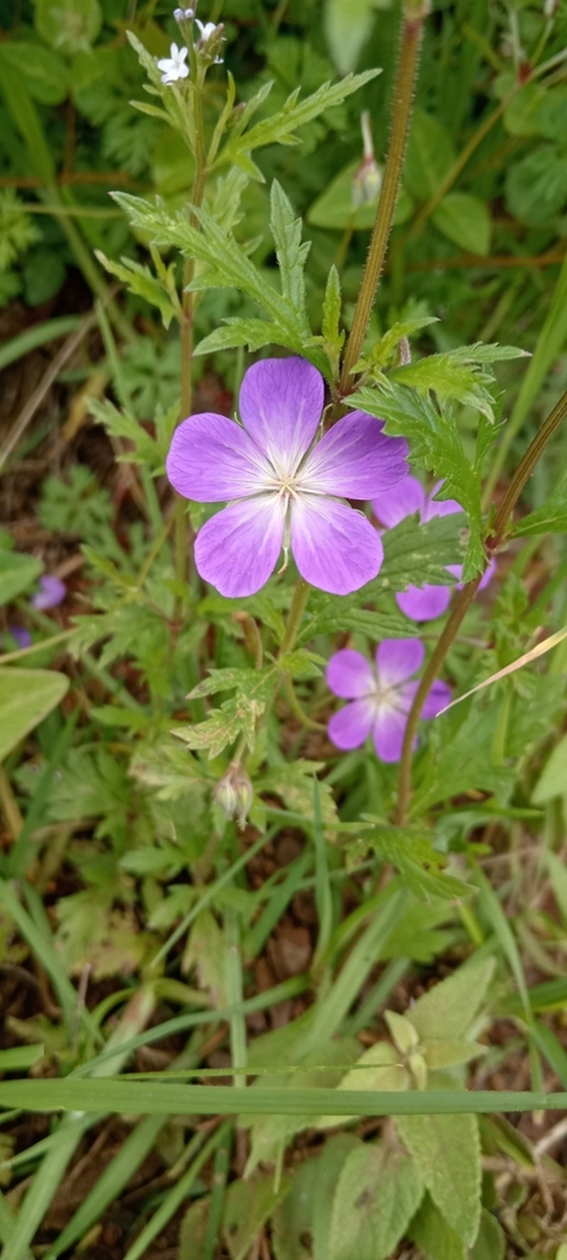 Geranium goldmanii photo 6