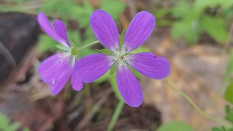 Geranium goldmanii photo 7