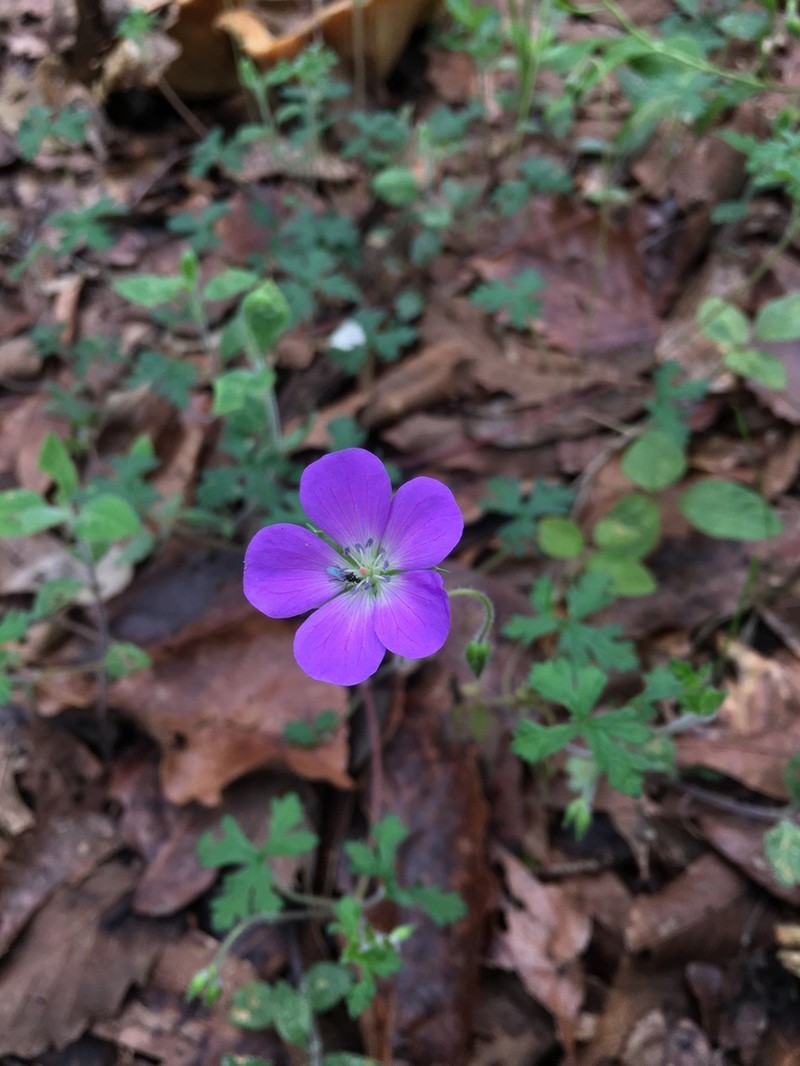 Geranium goldmanii photo 8
