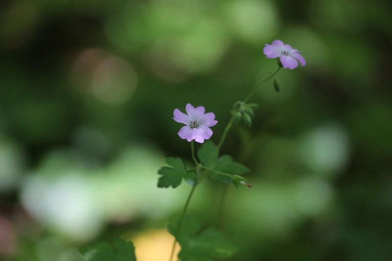 Geranium gracile photo 2