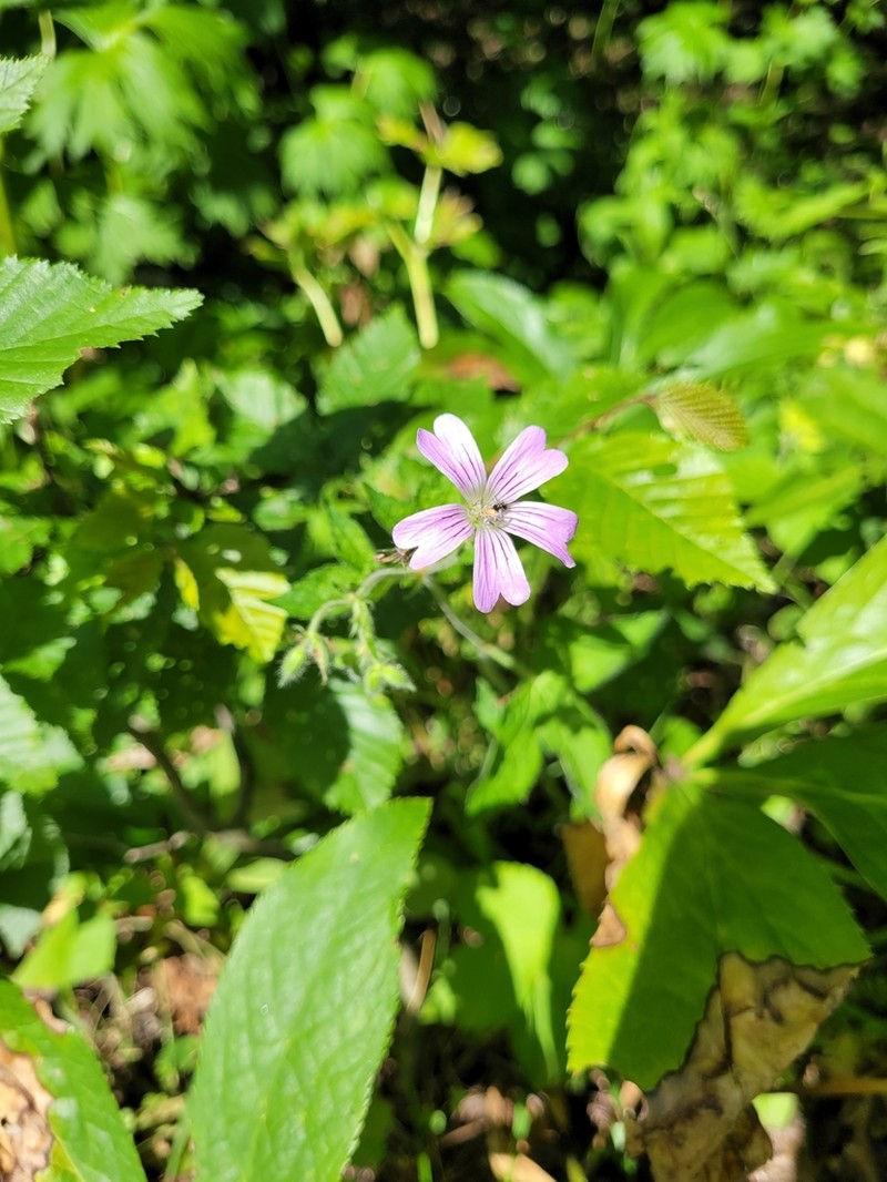 Geranium gracile photo 3