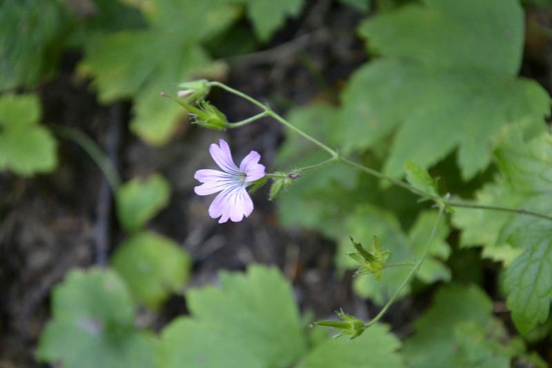 Geranium gracile photo 5