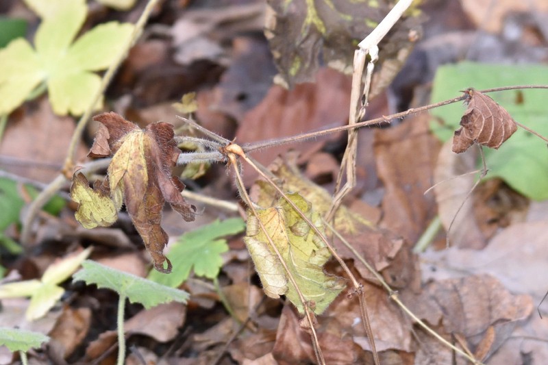Geranium gracile photo 6