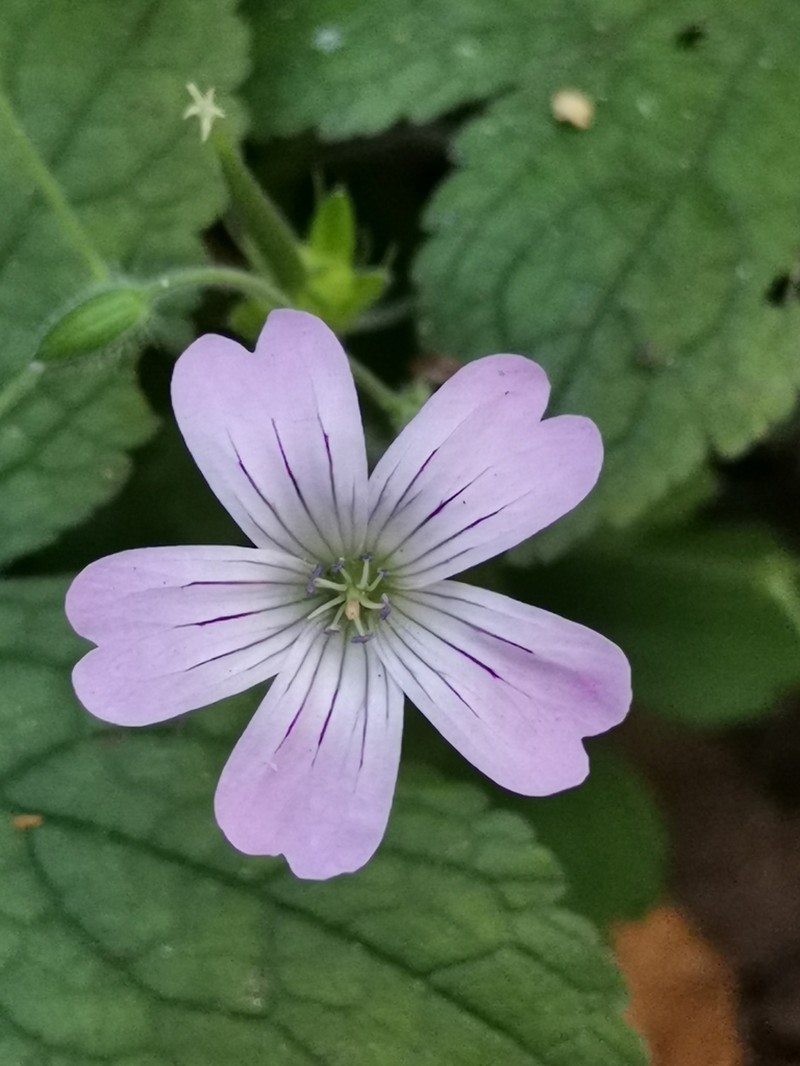 Geranium gracile photo 7