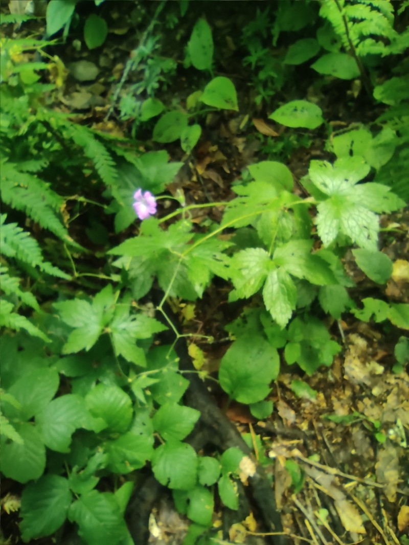 Geranium gracile photo 8