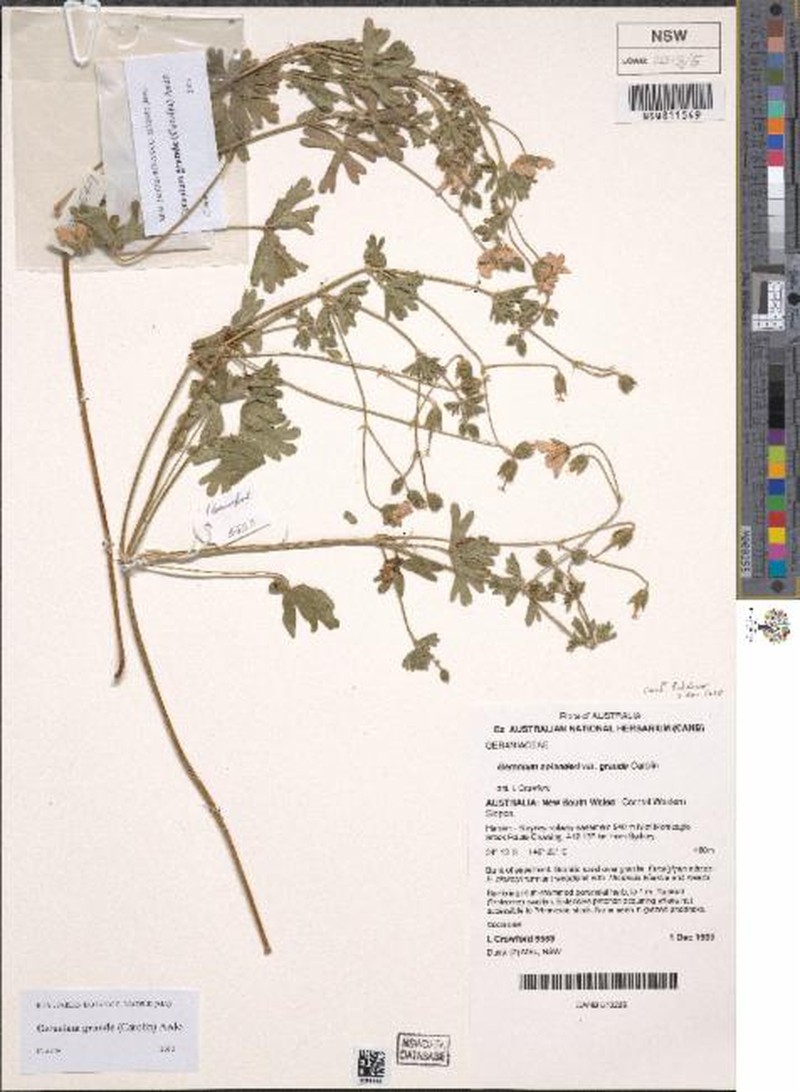 Geranium grande