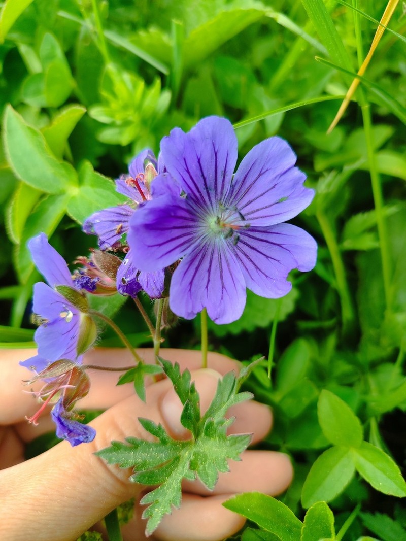 Geranium gymnocaulon