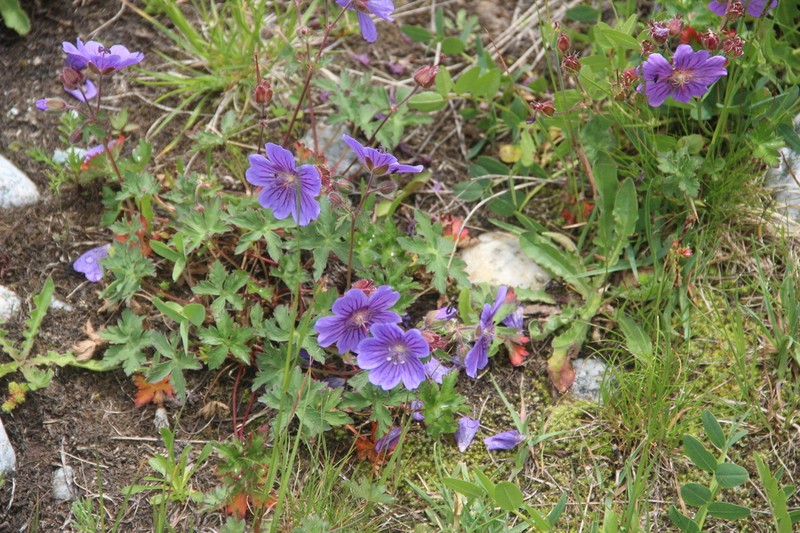 Geranium gymnocaulon photo 2