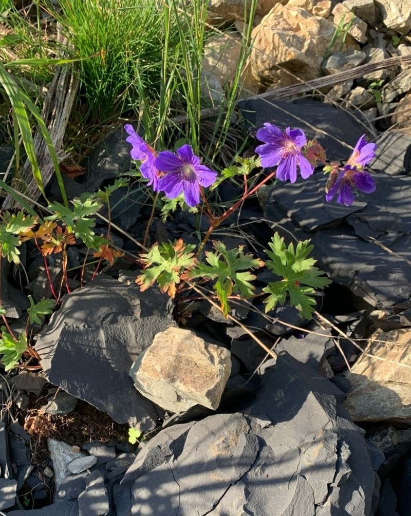 Geranium gymnocaulon photo 3
