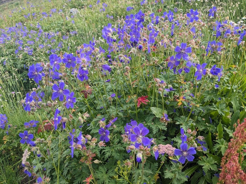 Geranium gymnocaulon photo 4