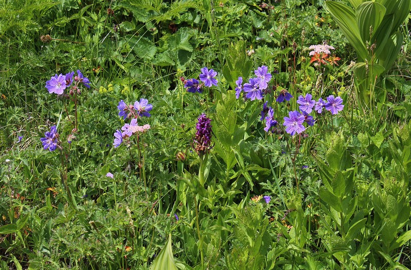 Geranium gymnocaulon photo 5