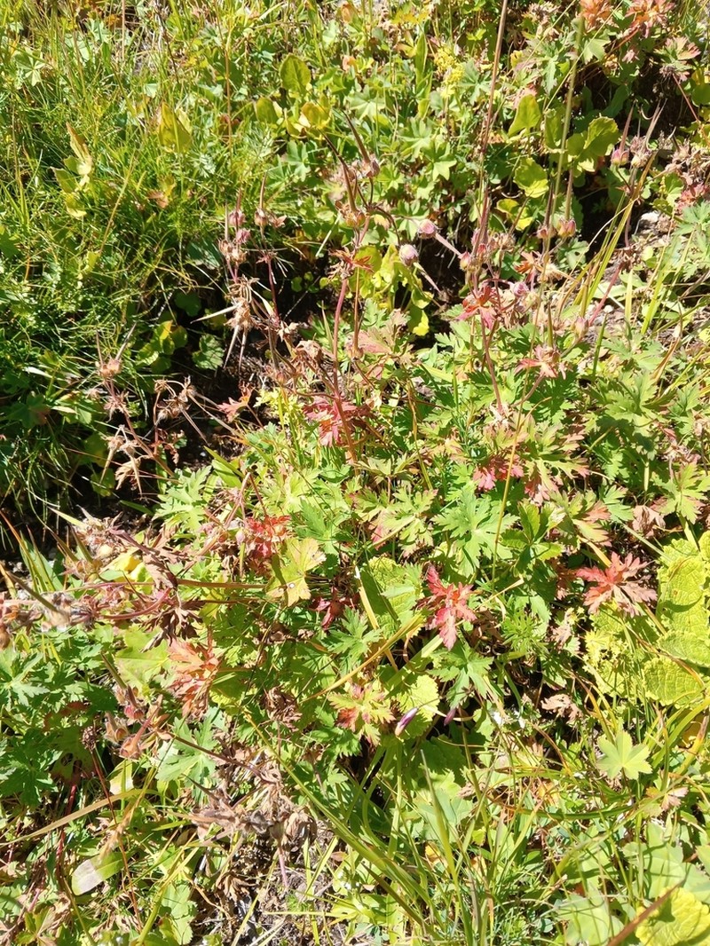 Geranium gymnocaulon photo 7