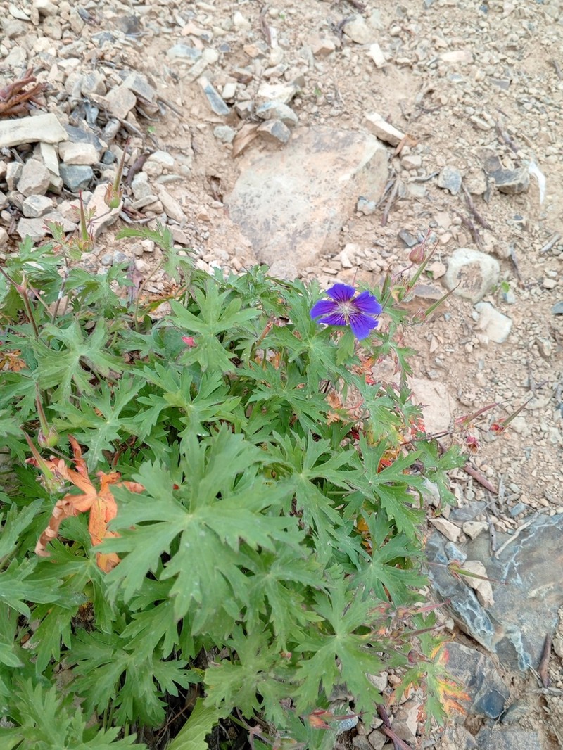 Geranium gymnocaulon photo 8