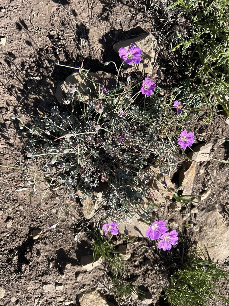 Geranium harveyi photo 3