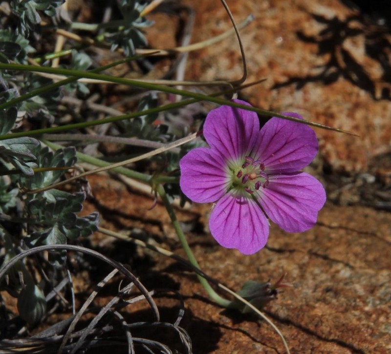 Geranium harveyi photo 4