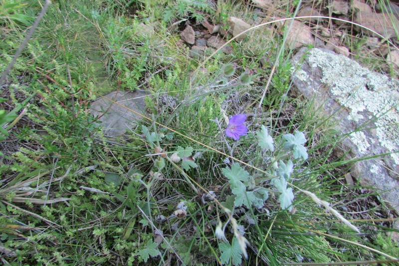 Geranium harveyi photo 5