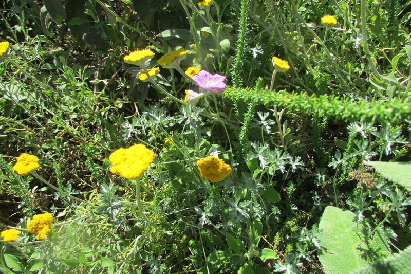 Geranium harveyi photo 6
