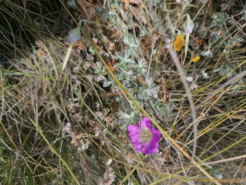 Geranium harveyi photo 8