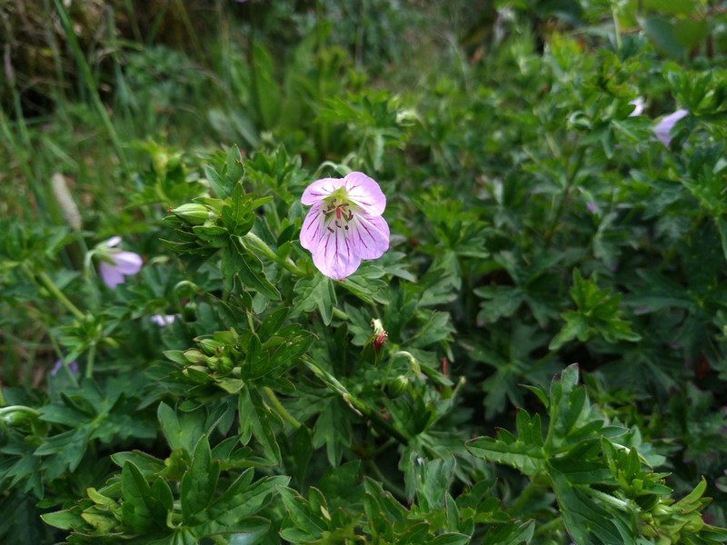 Geranium hayatanum