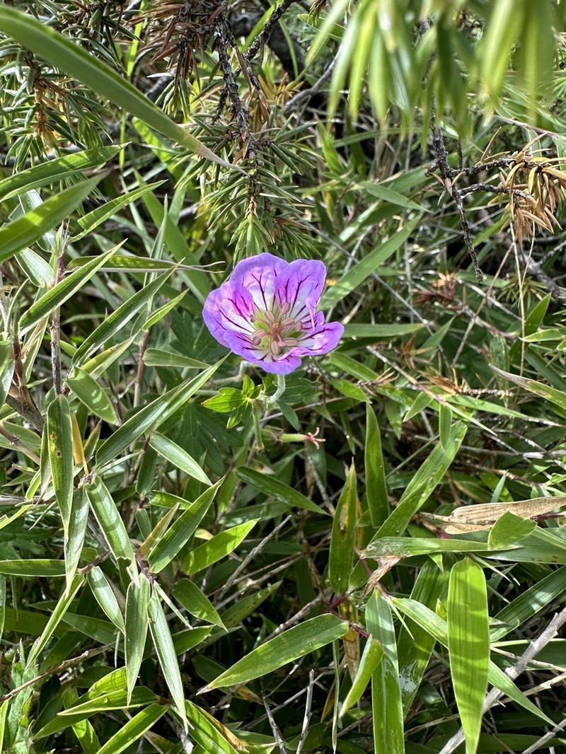 Geranium hayatanum photo 2