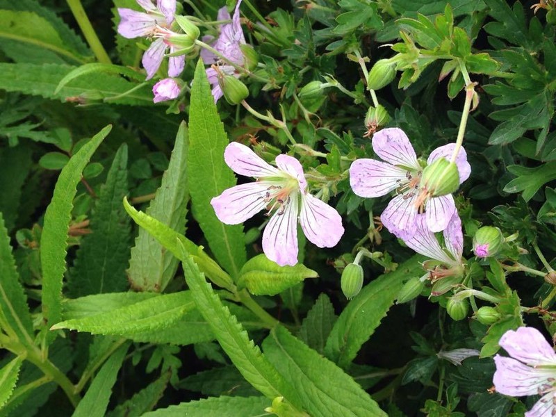 Geranium hayatanum photo 3