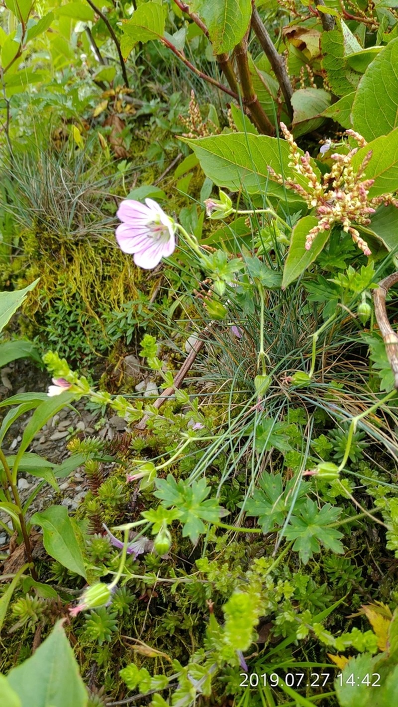 Geranium hayatanum photo 4