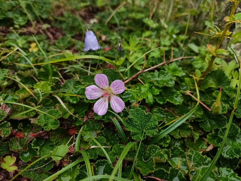 Geranium hayatanum photo 5
