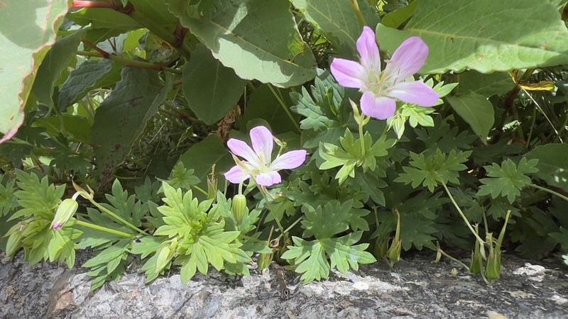 Geranium hayatanum photo 6