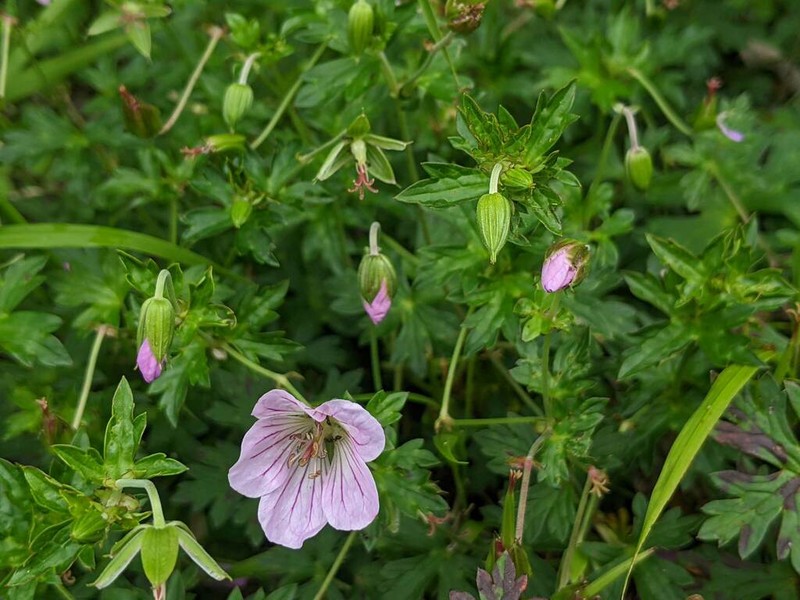 Geranium hayatanum photo 7