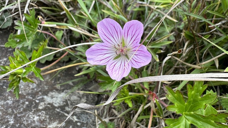 Geranium hayatanum photo 8