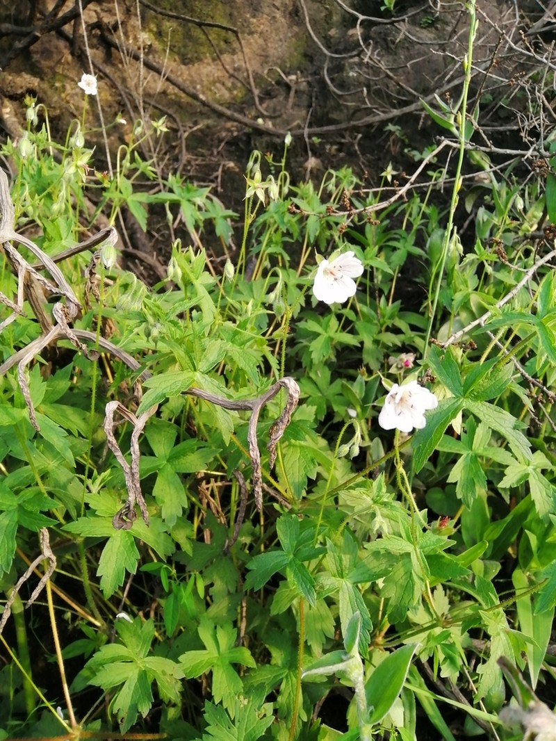 Geranium hernandesii