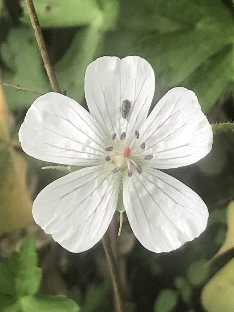 Geranium hernandesii photo 2
