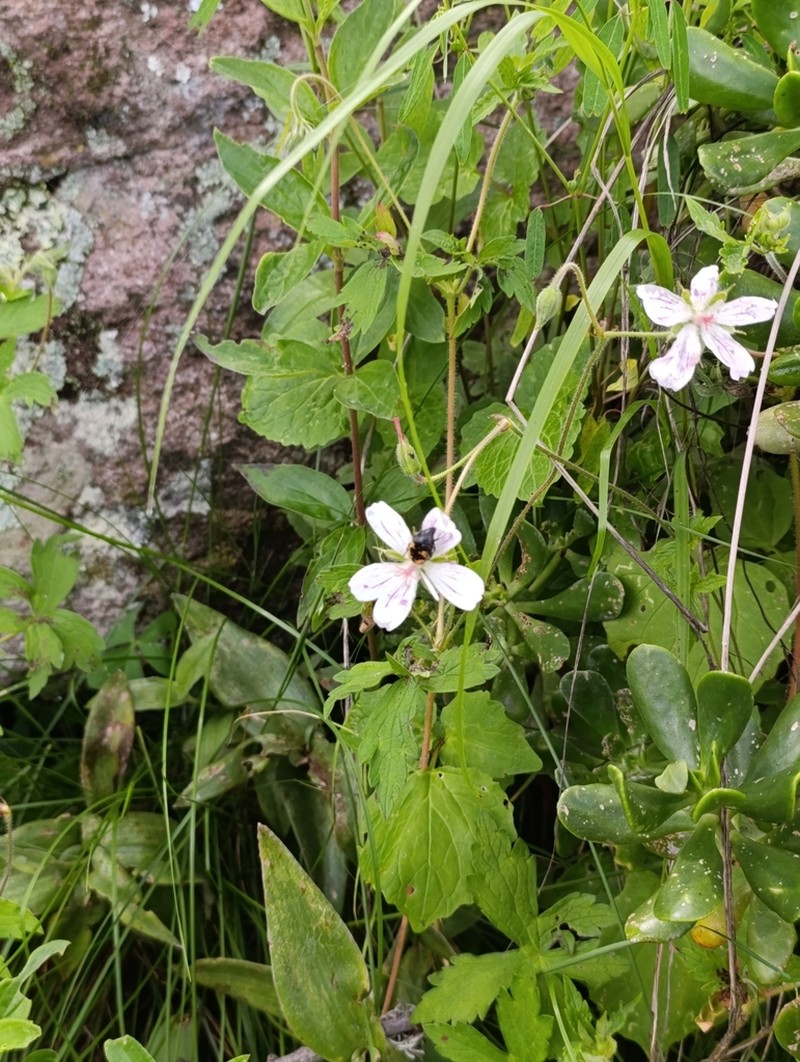 Geranium hernandesii photo 3