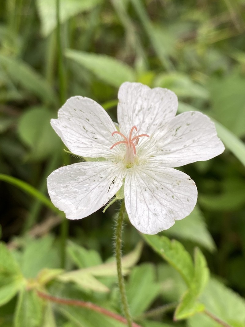 Geranium hernandesii photo 4