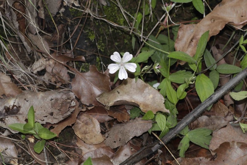Geranium hernandesii photo 5