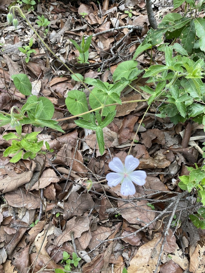 Geranium hernandesii photo 6